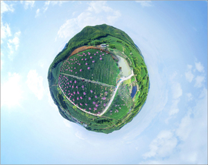 乾红早春茶 VR全景